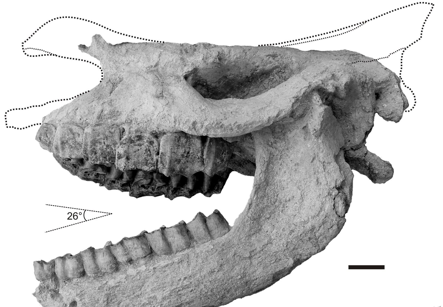 Das Nashorn von Karacaşar: Schädel und Unterkiefer von Ceratotherium neumayri, Ansicht von links